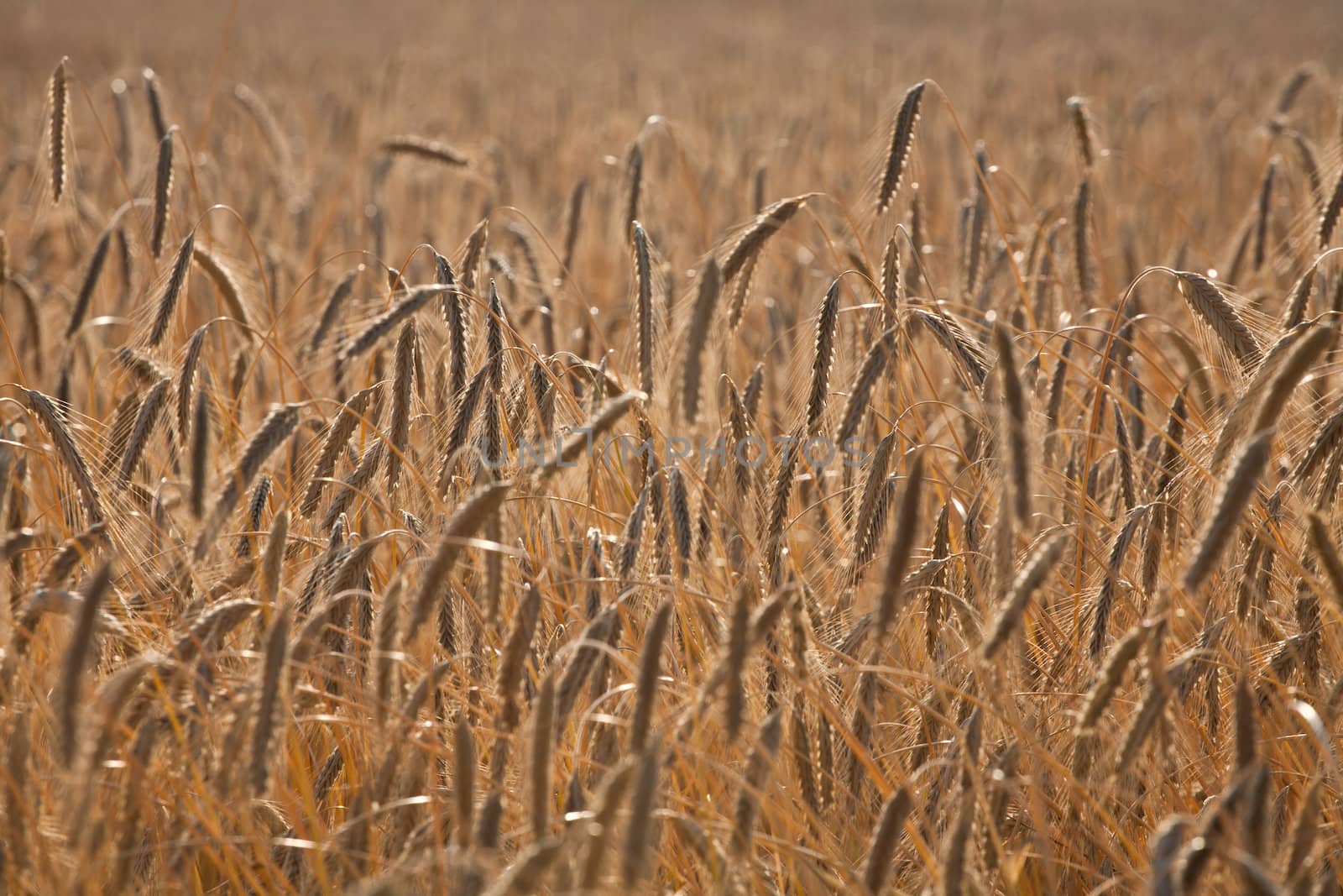 Fiel of wheat in the summer in denmark