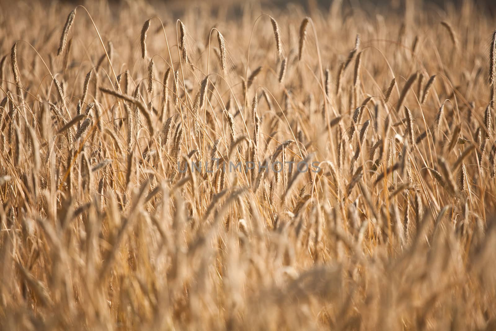 Fiel of wheat in the summer in denmark