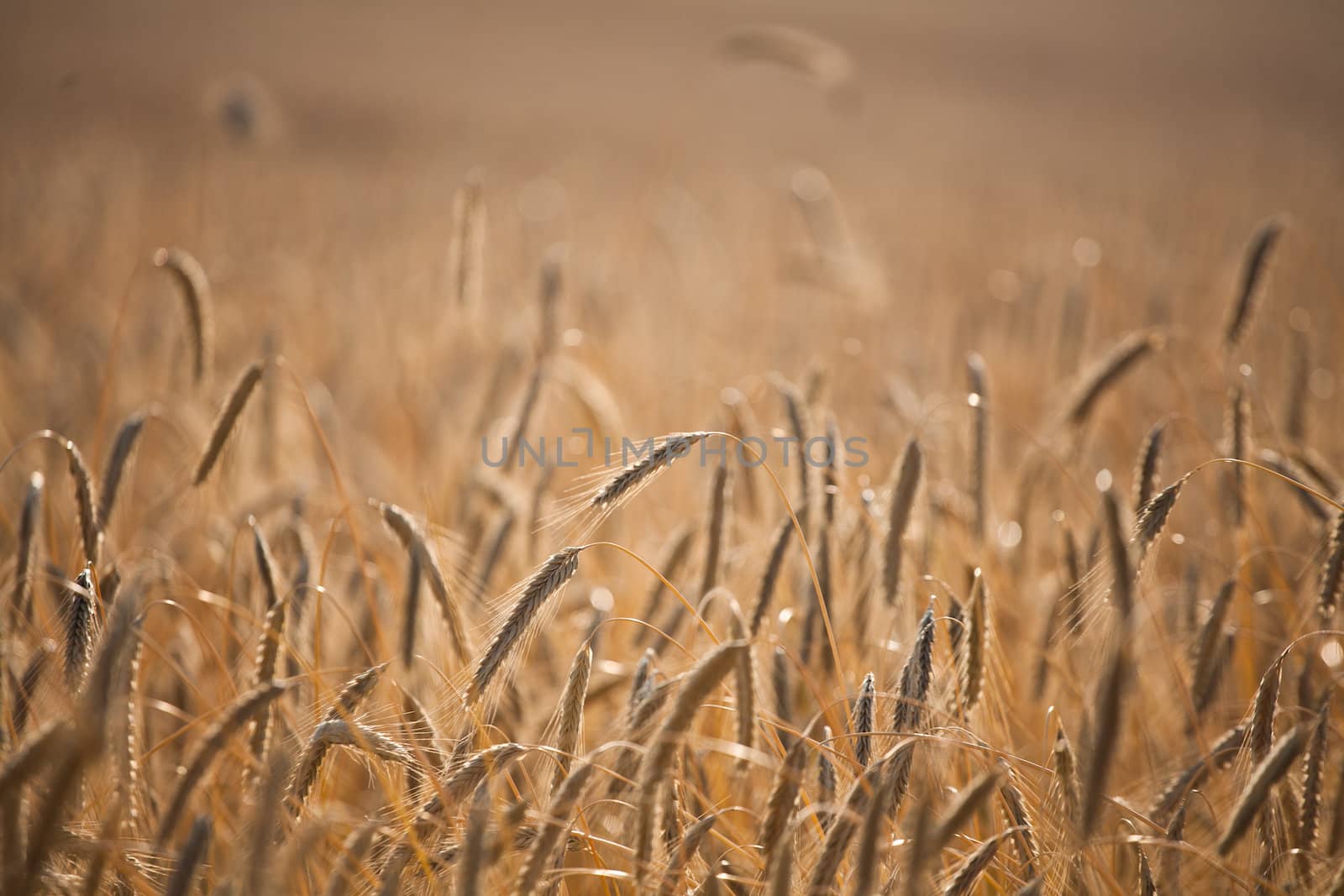 Fiel of wheat in the summer in denmark