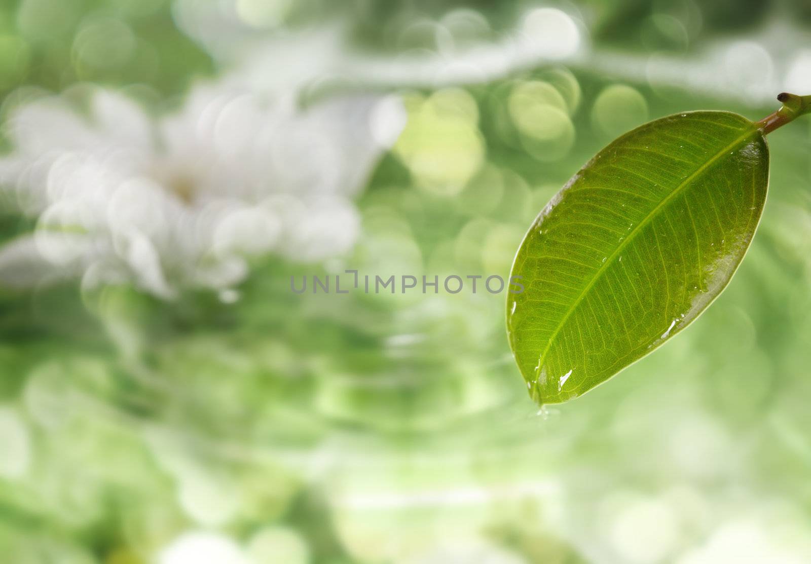 Close-up photo of the wet leaf on defocused green background with bokeh 