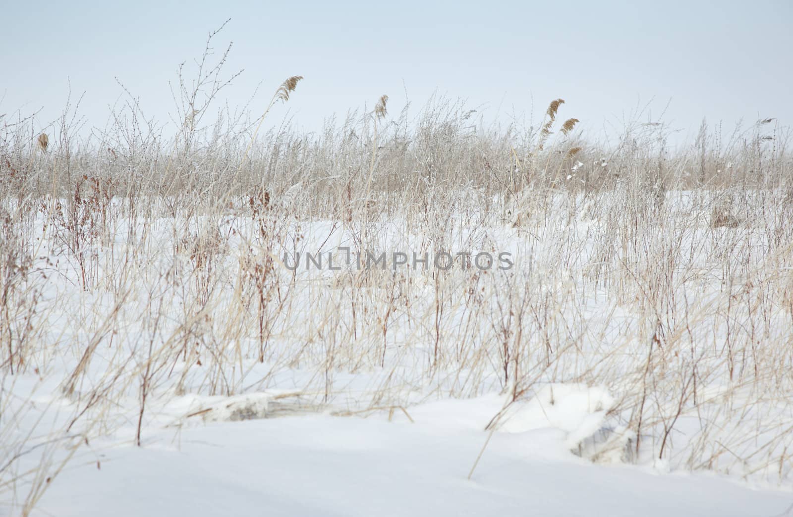 Winter steppe with grass coveed by snow. Horizontal photo