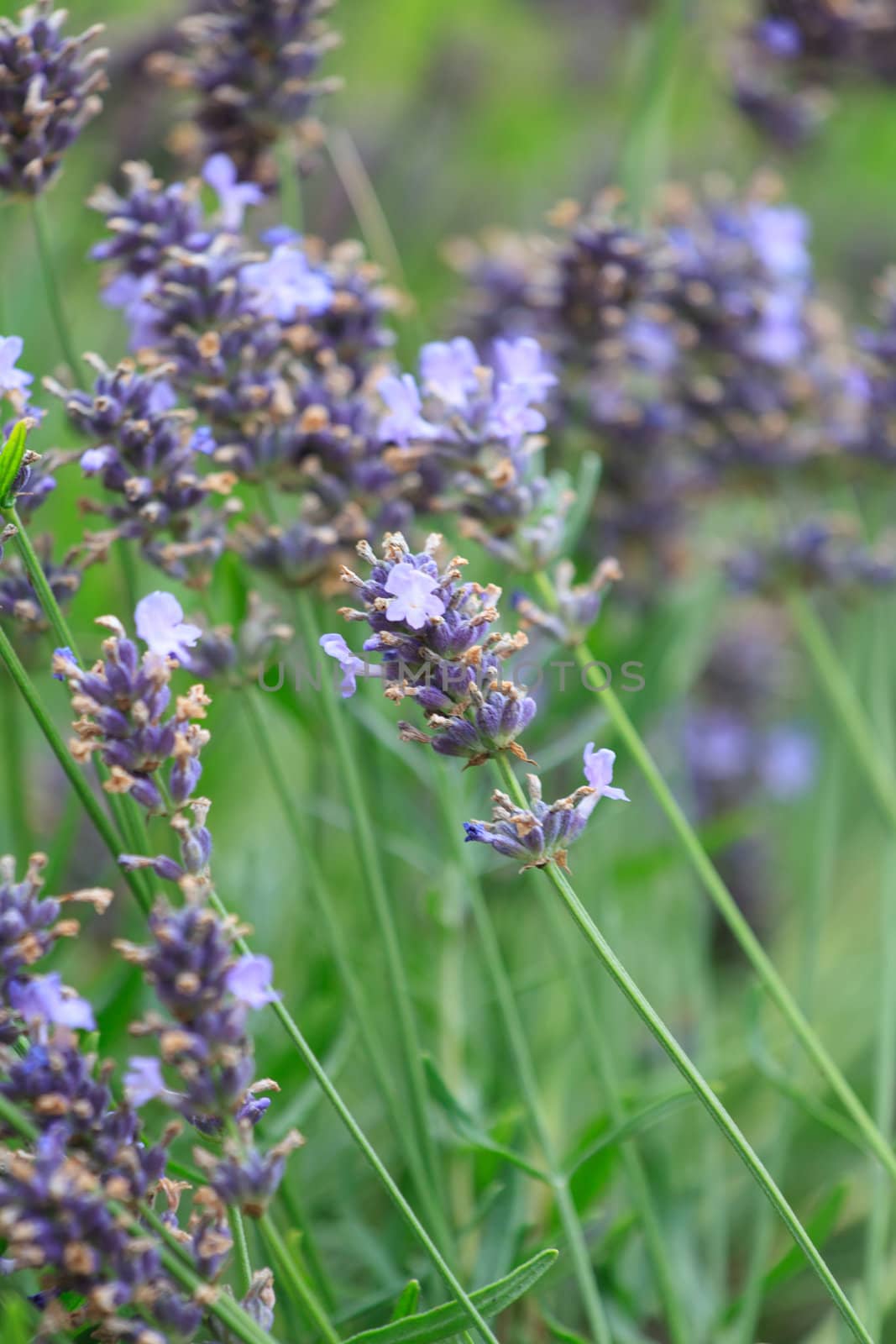 lavender flowers  by shebeko