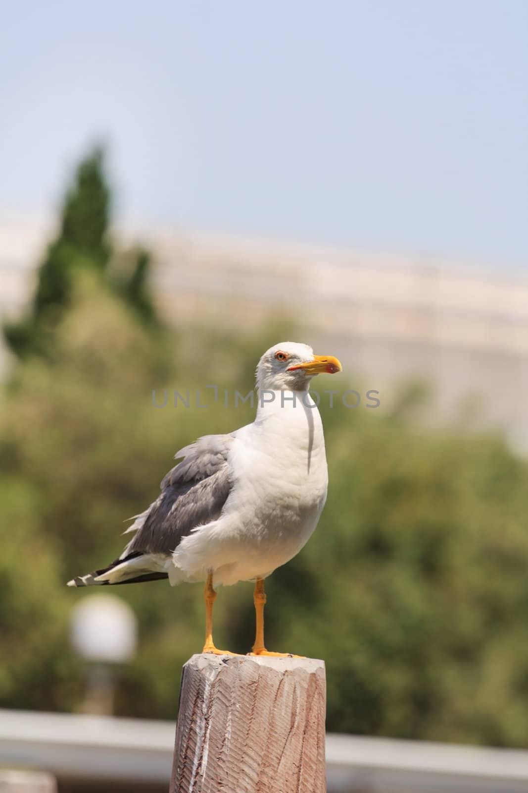 photo of a sea gull