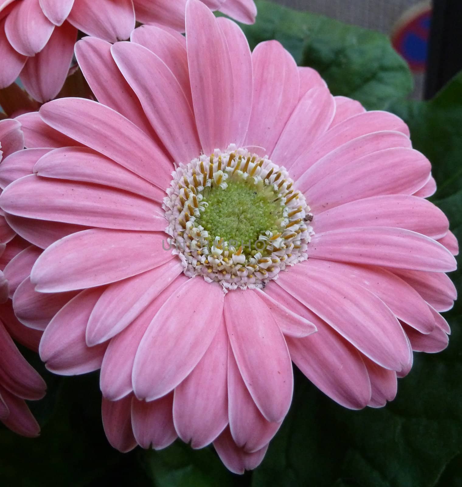 single pink gerbera flower head