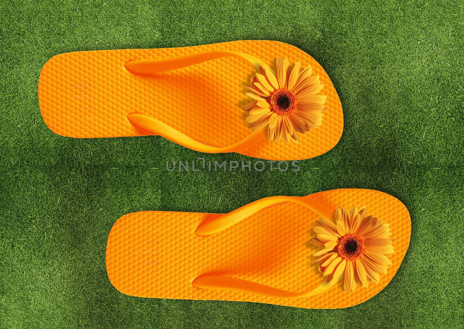 Colorful Flip Flops on green grass, summer back