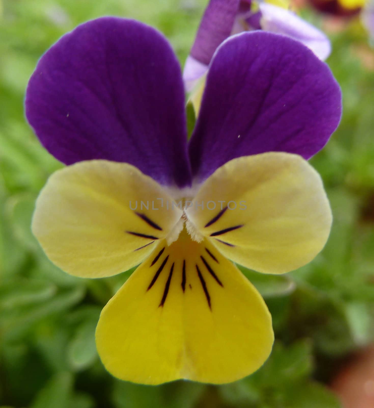 close-up of wild violet