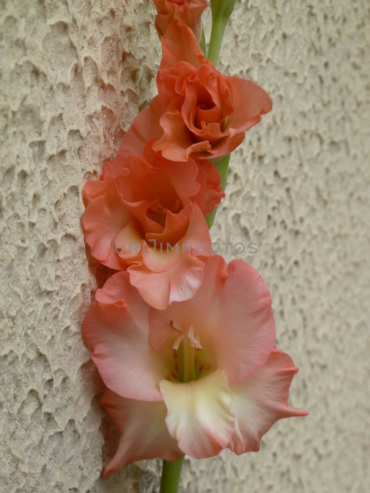 gladioli against a wall