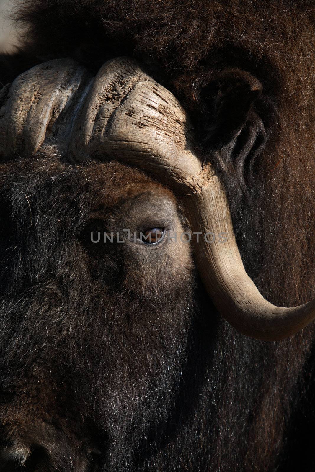 Portrait of old musk ox with long horn and fur