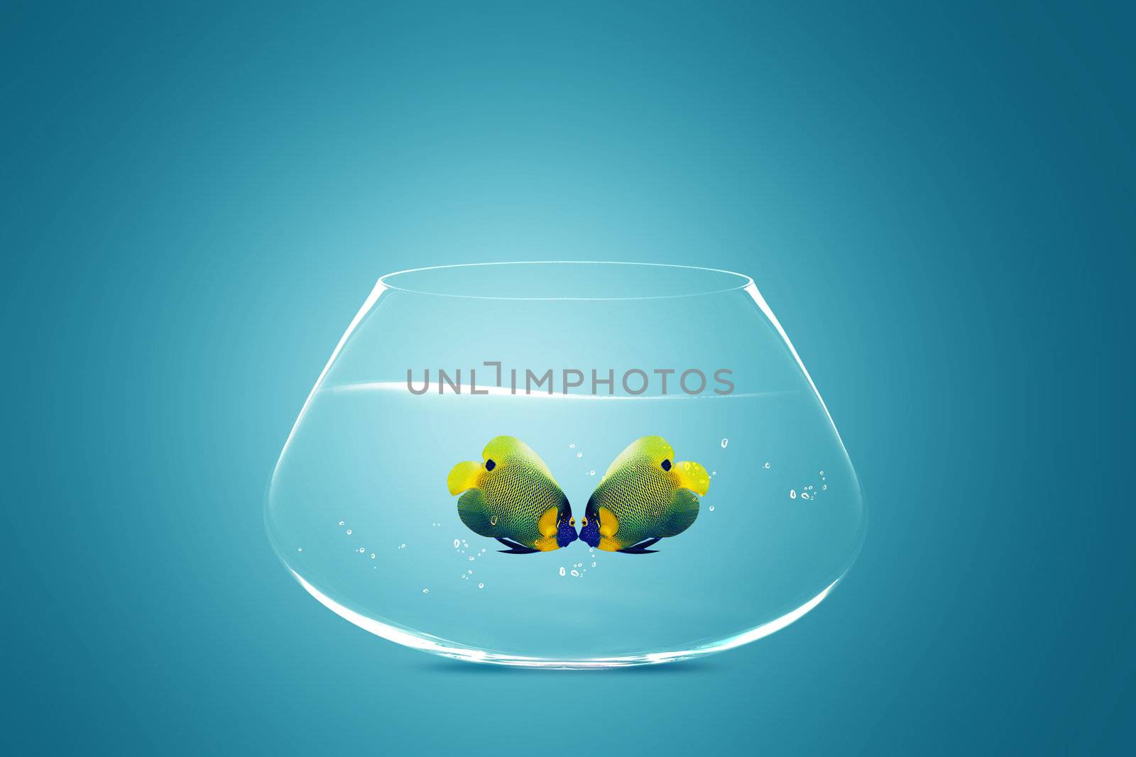 Two Angelfish in fishbowl falling in love, lose one's heart