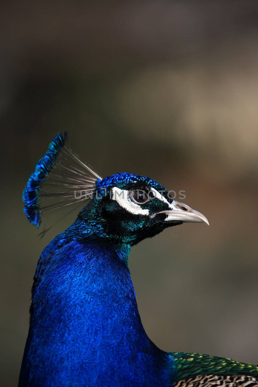 Closeup portrait of beautiful peacock on dark gradient background
