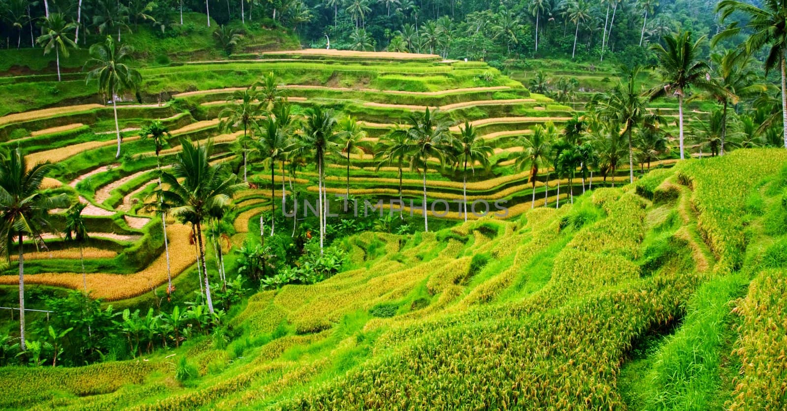 Landscape of the Rice Terrace field, Bali, Indonesia