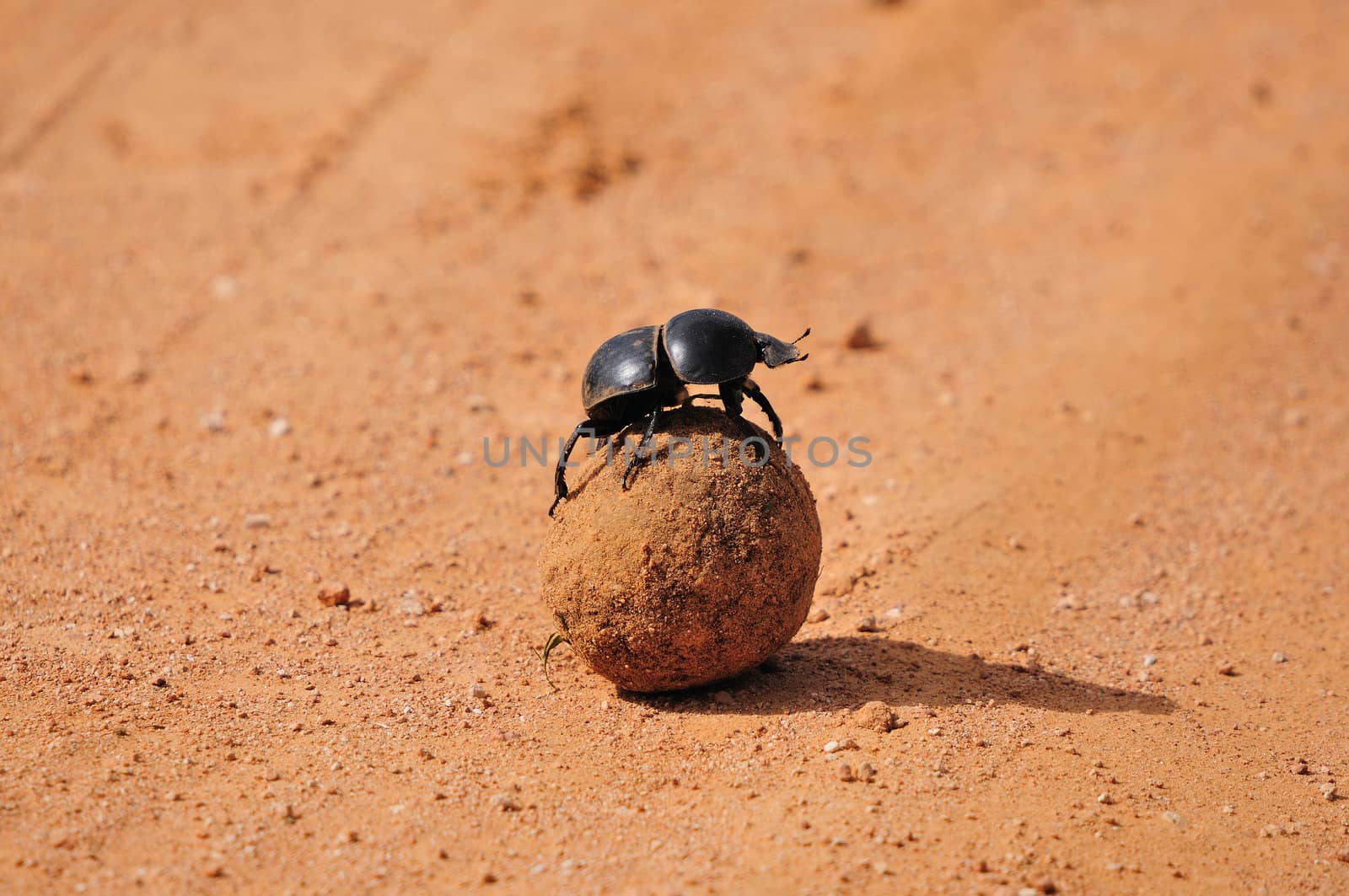 Flightless Dung Beetle, Circellium bacchus in the Addo Elephant National Park in South Africa.