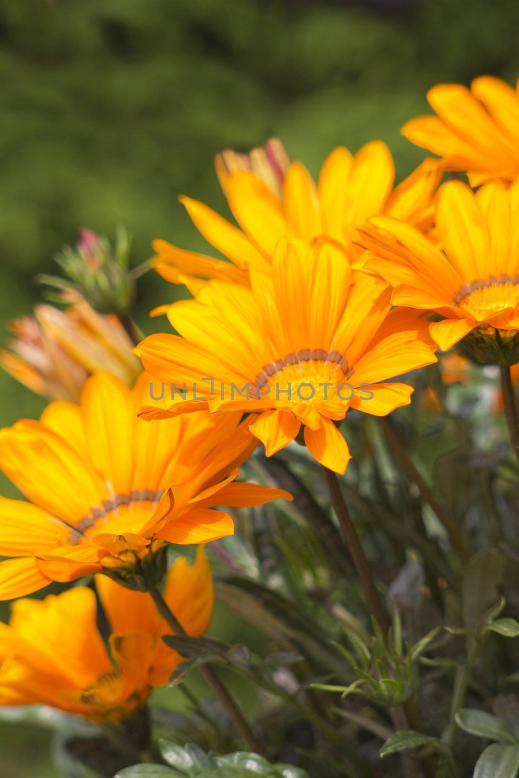 image of beautiful orange african daisy 