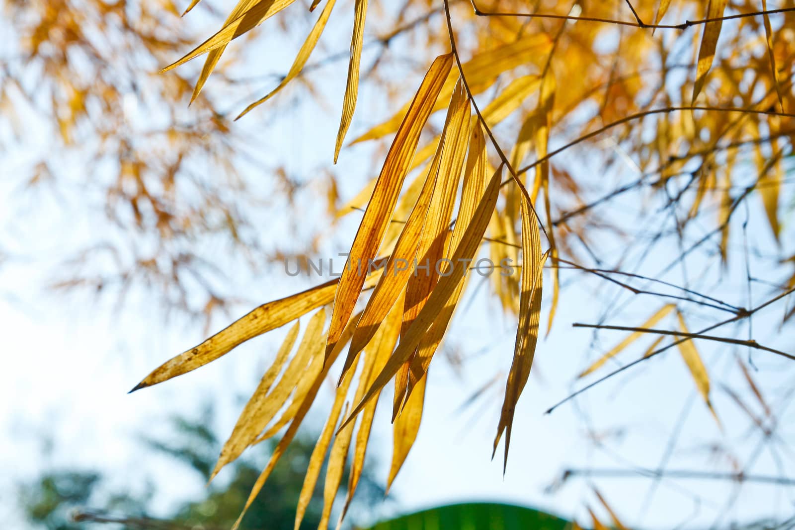 Image of Dried bamboo leaves.