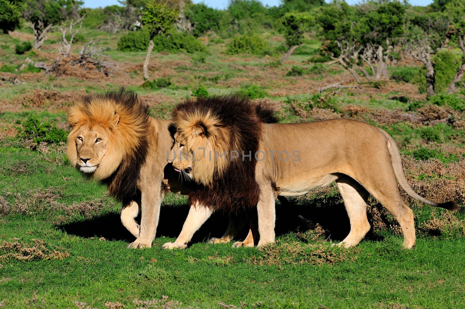 Two Kalahari lions, panthera leo, in the Kuzuko contractual area of the Addo Elephant National Park in South Africa