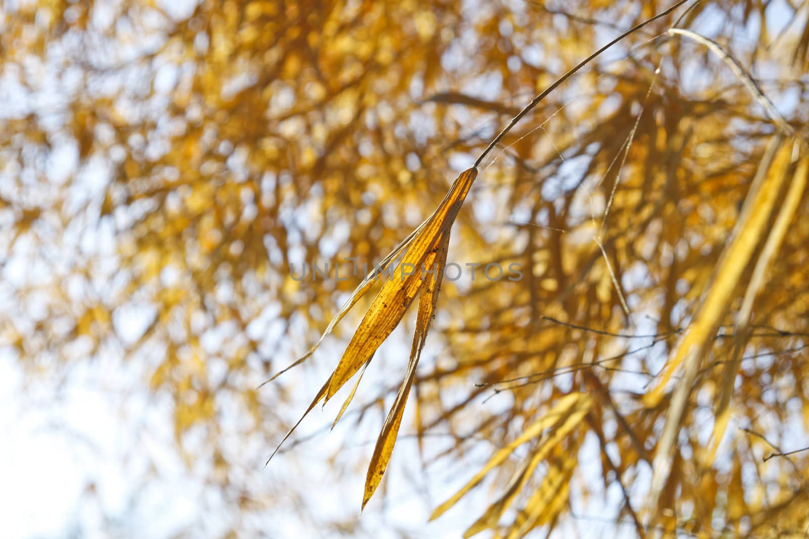 Image of Dried bamboo leaves.