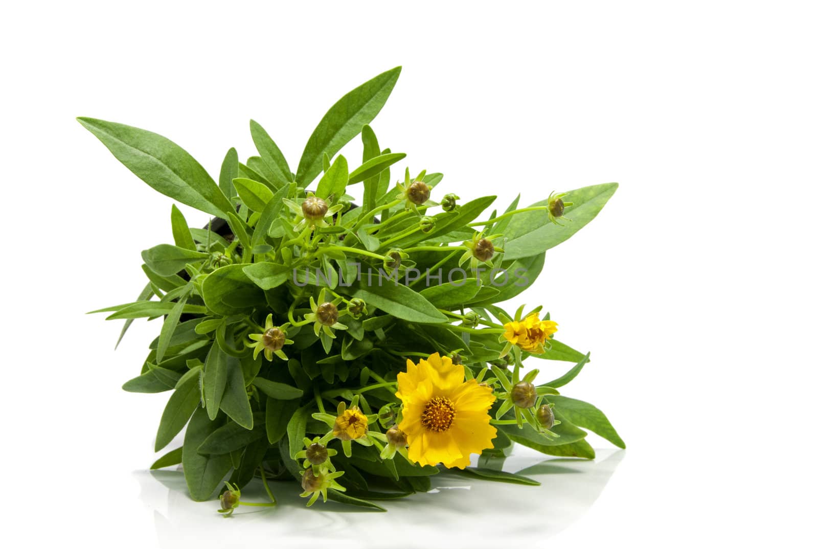 yellow daisy isolated on white with green leaves