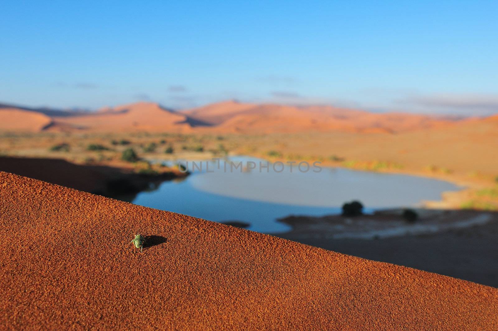 An insect on a dune with Sossusvlei in the Namib desert of Namibia filled with water in the background. 