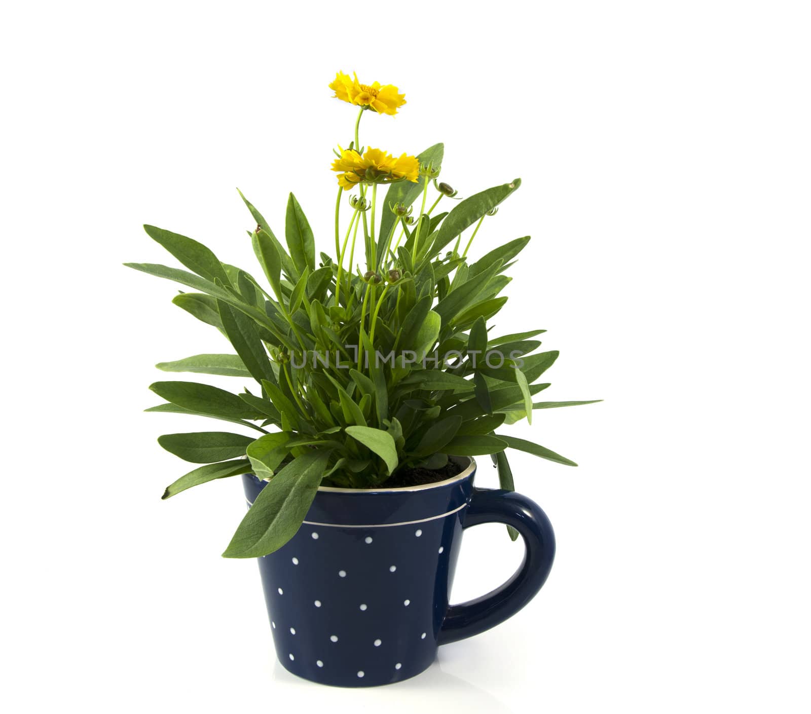 yellow daisy in blue coffee cup  isolated on white with green leaves 
