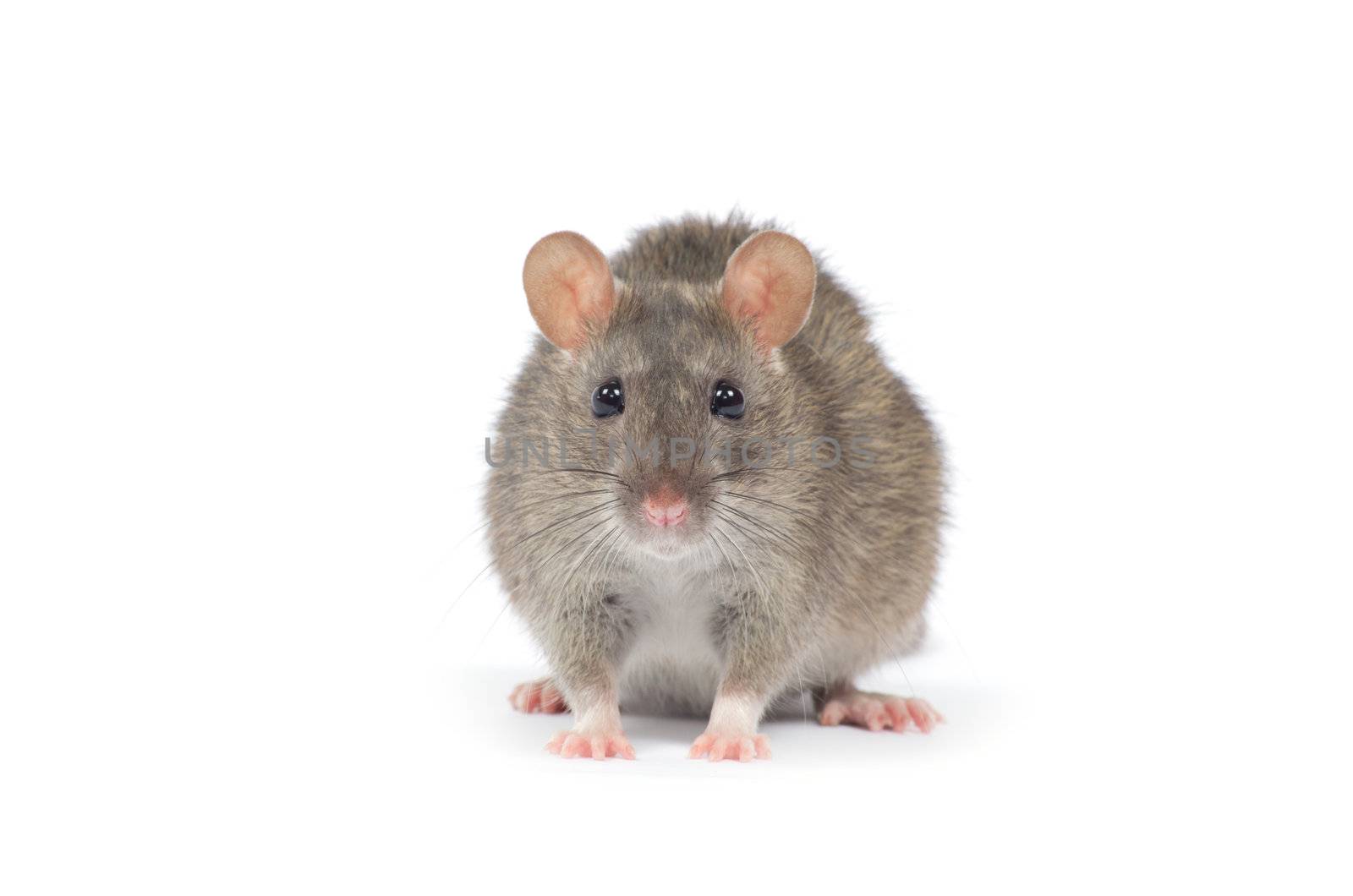 rat isolated on white background