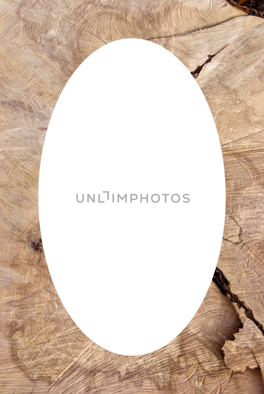 Old tree cutting texture. Wooden background. Isolated white oval place for text photograph image in center of frame.