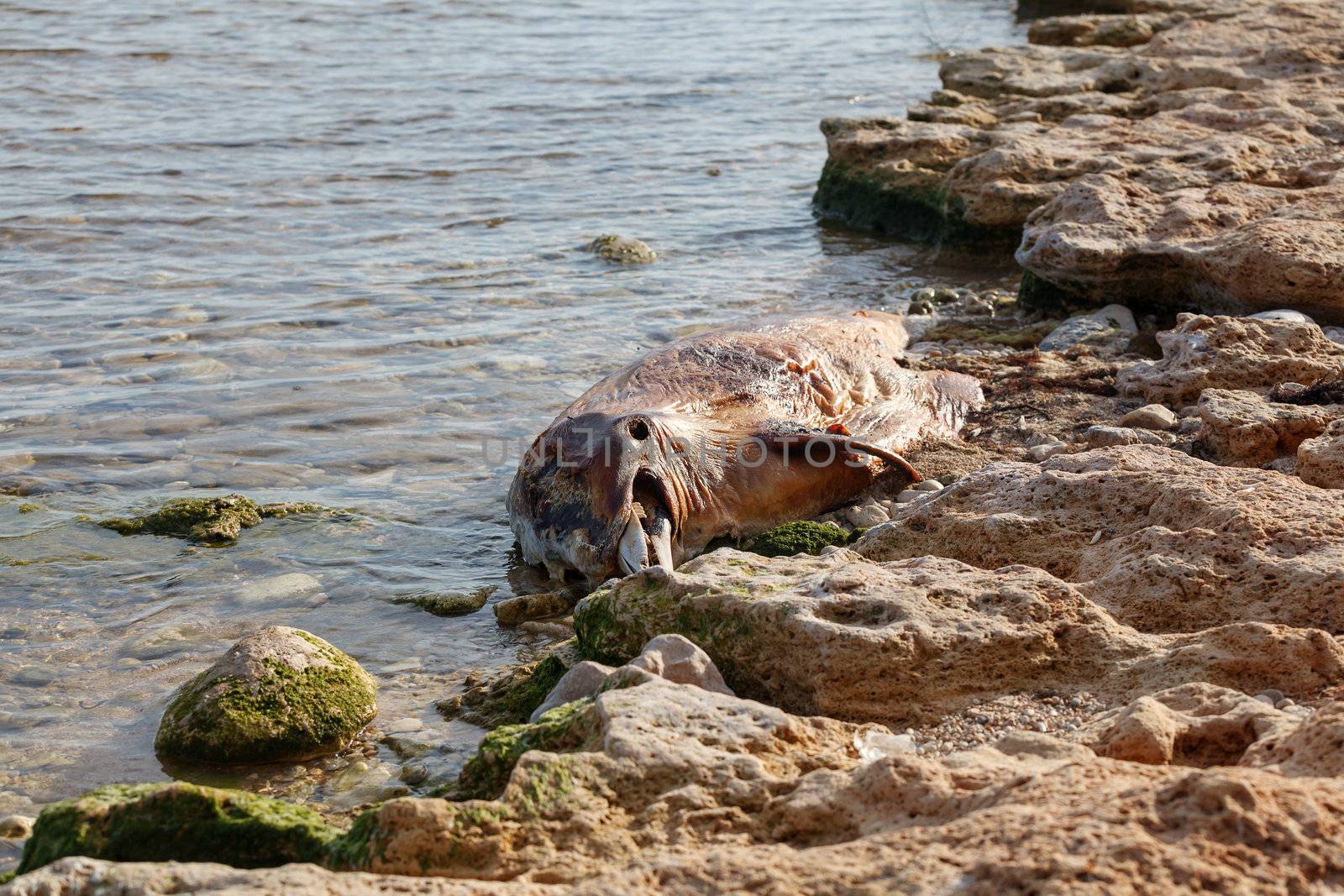 The victim Bottlenose dolphin lies on the coast