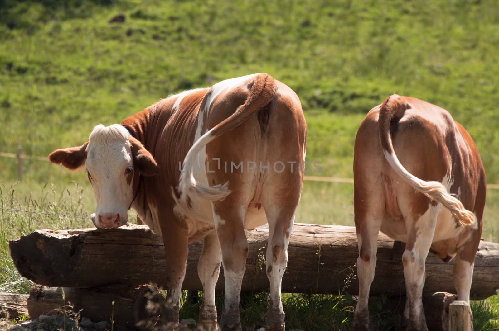 Two cows drinking water at the drinking trough in the alps