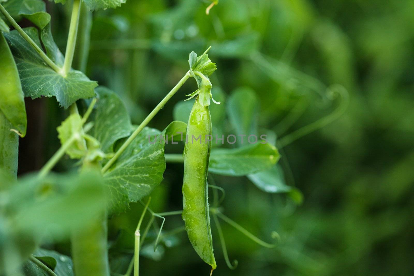 Green pea on the garden bed closeup