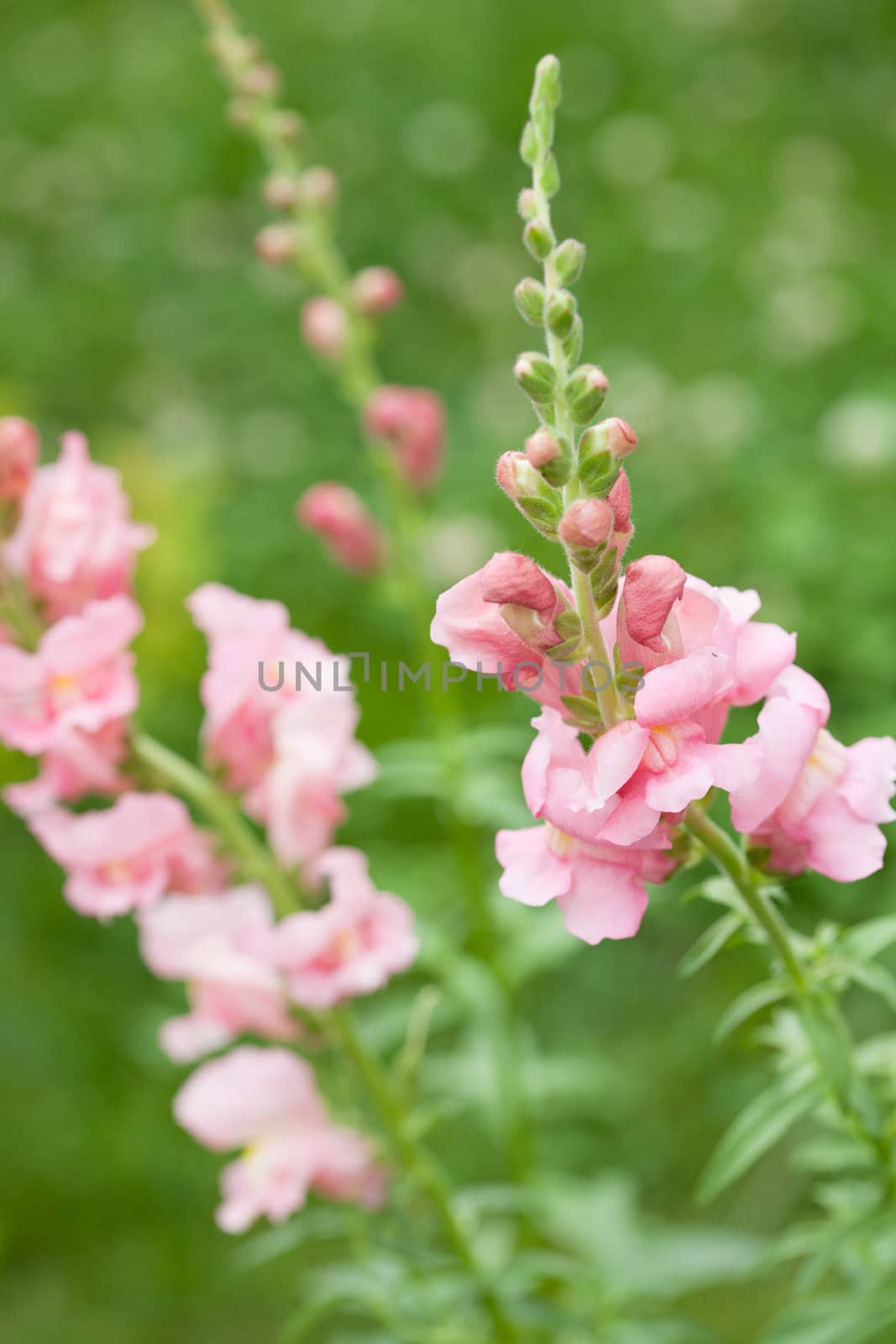 Snapdragon flowers