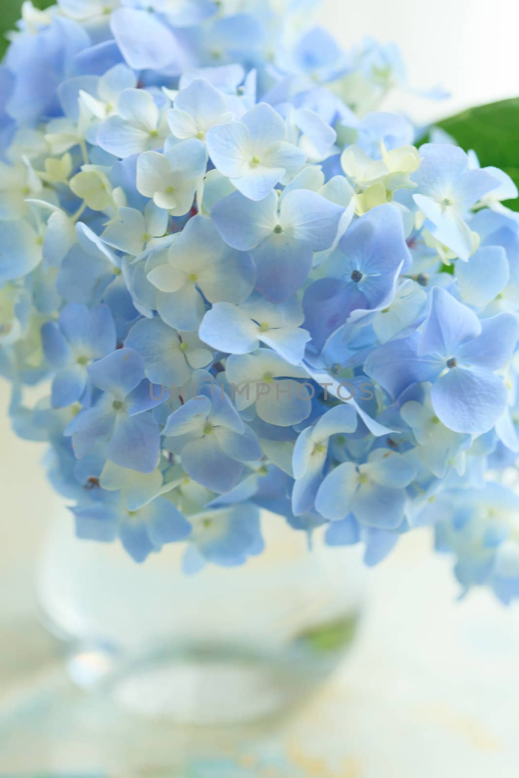 blue flower in vase by shebeko