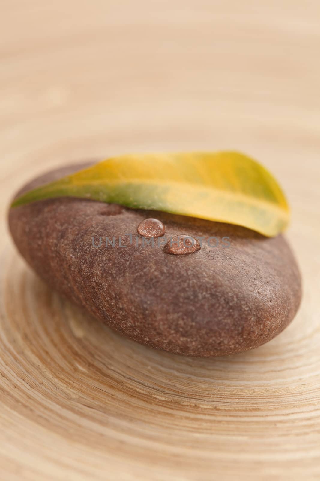 yellow leaf on the stone