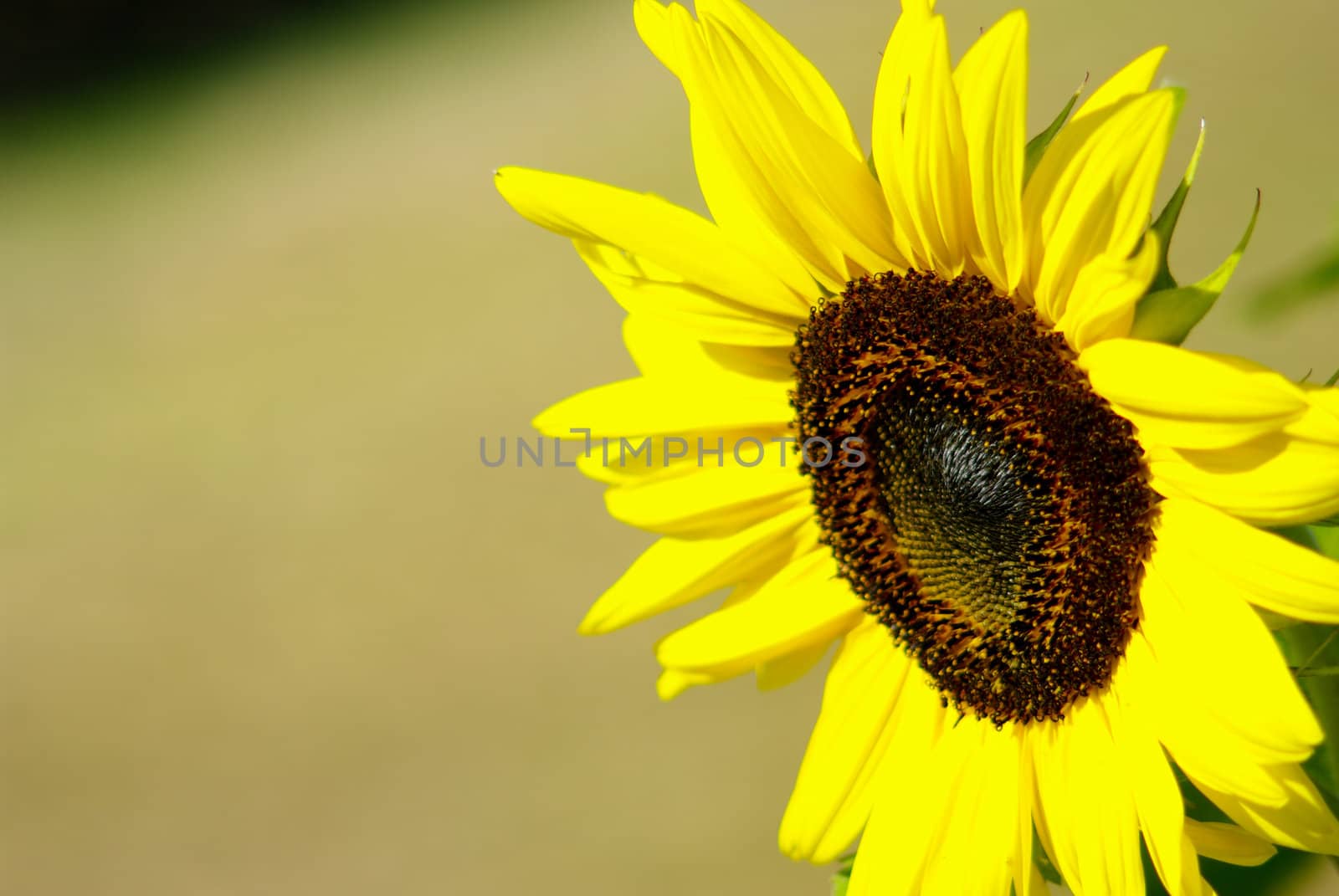 Sunflower in the farm  by pixbox77