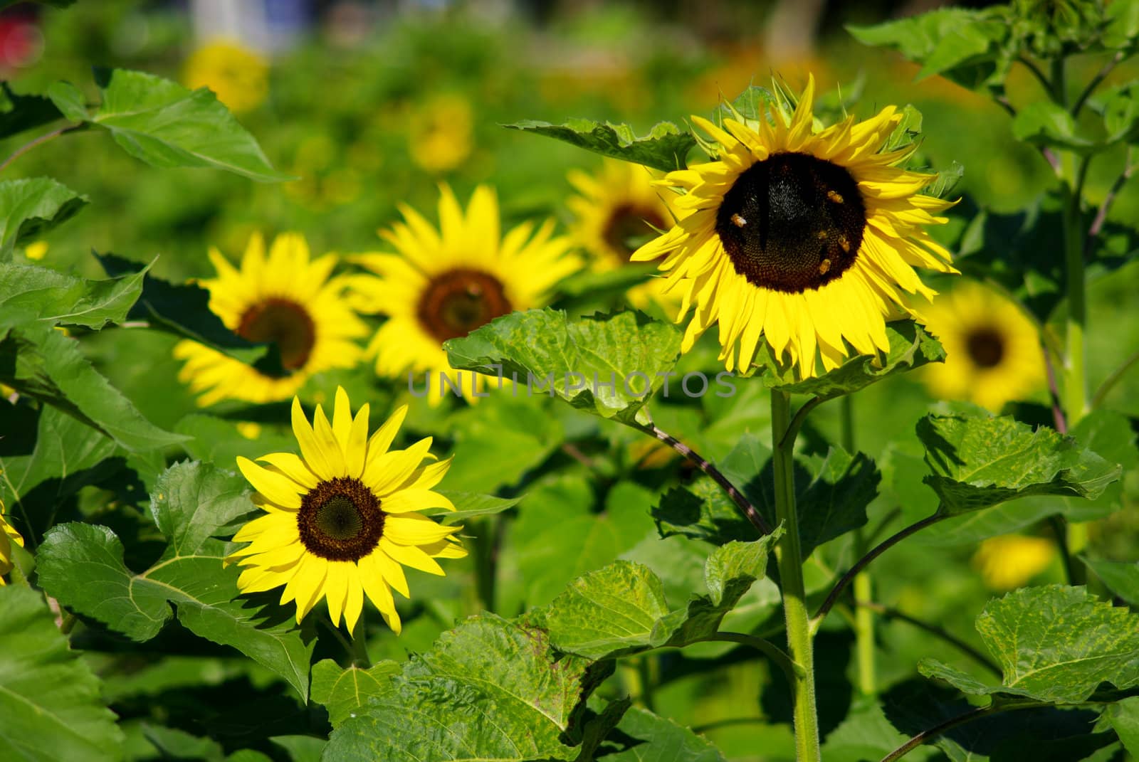 Sunflower in the farm  by pixbox77