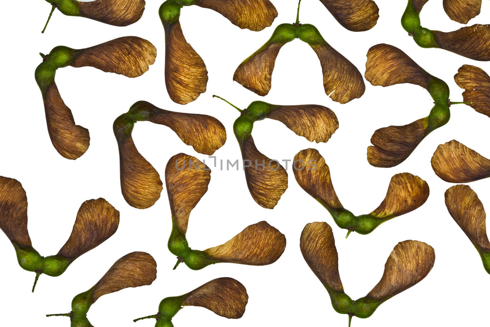 Maple tree fruit detail composition