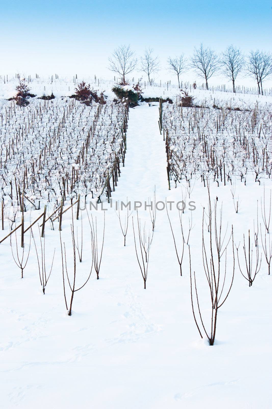 Unusual image of a wineyard in Tuscany (Italy) during winter time