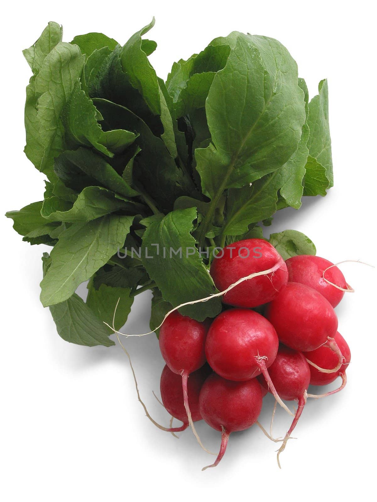 Fresh, delicious radish - fruits and vegetables