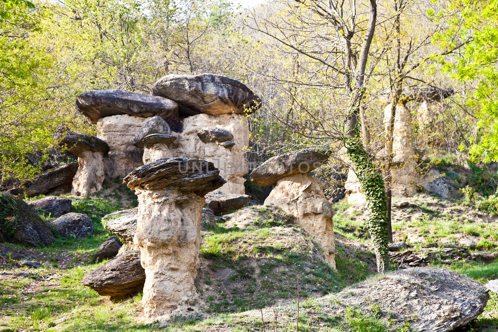 Curious forest in Italy, Piemonte region, close to Cuneo city. The name of the forest is "Ciciu" forest and it's the result of the last glaciation.