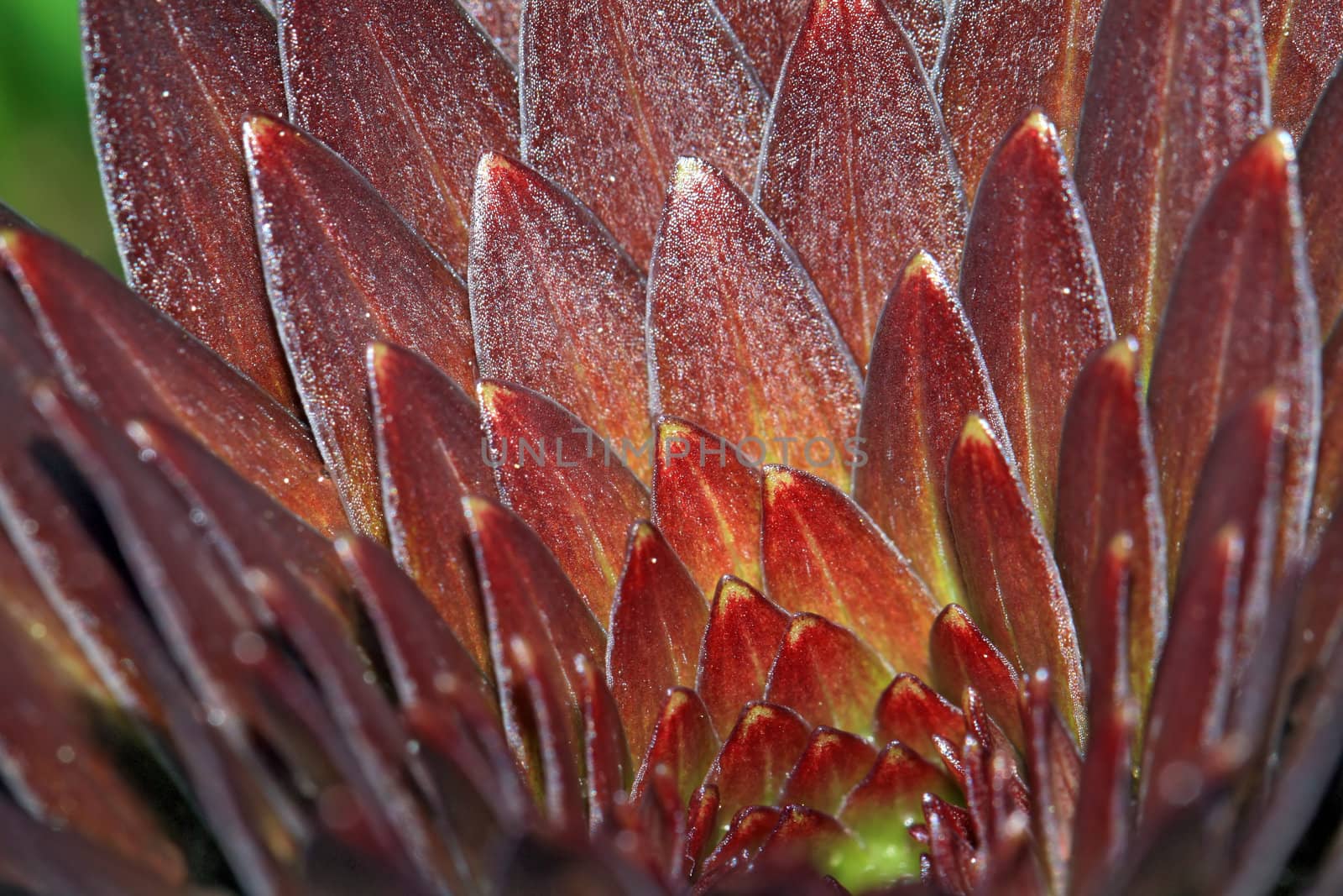 dripped rain on sheet lily