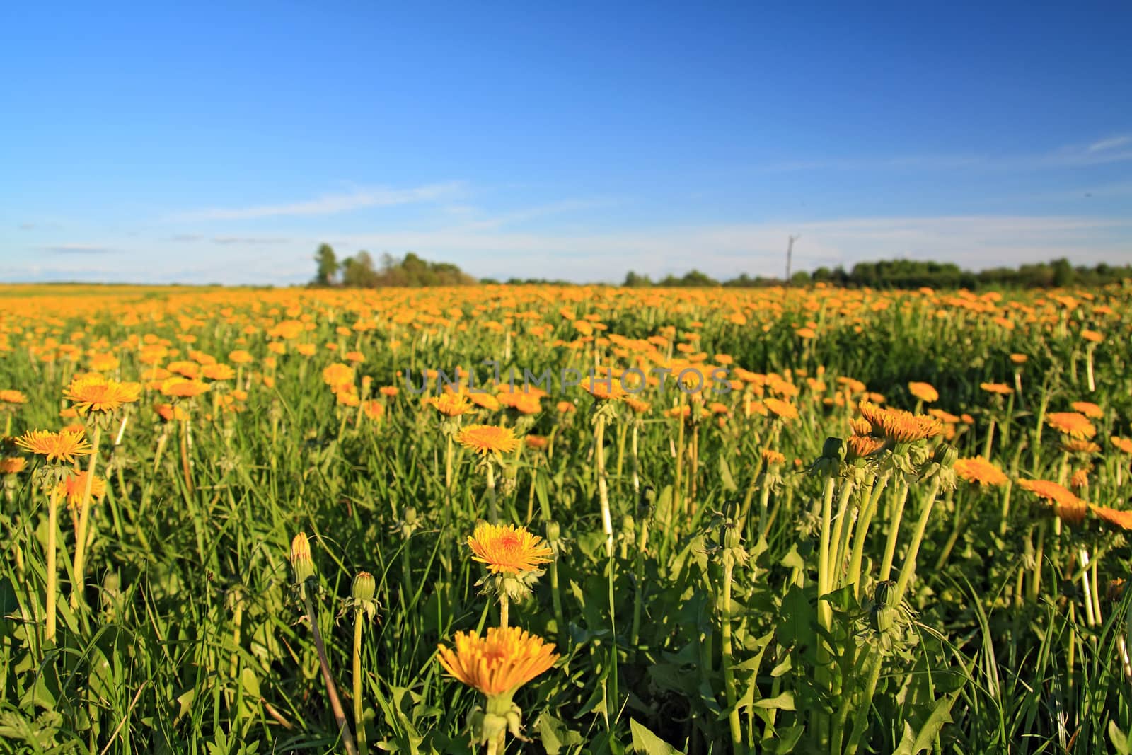 yellow dandelions on spring field