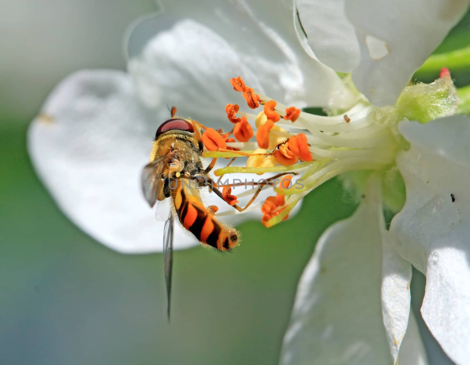 wasp on flowering aple tree