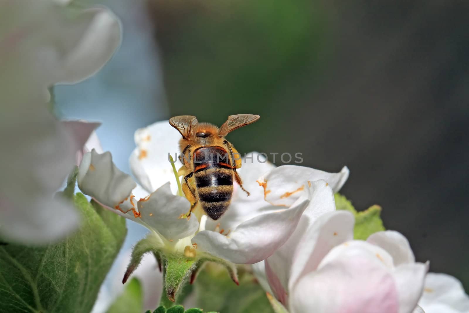 yellow wasp on aple tree flower