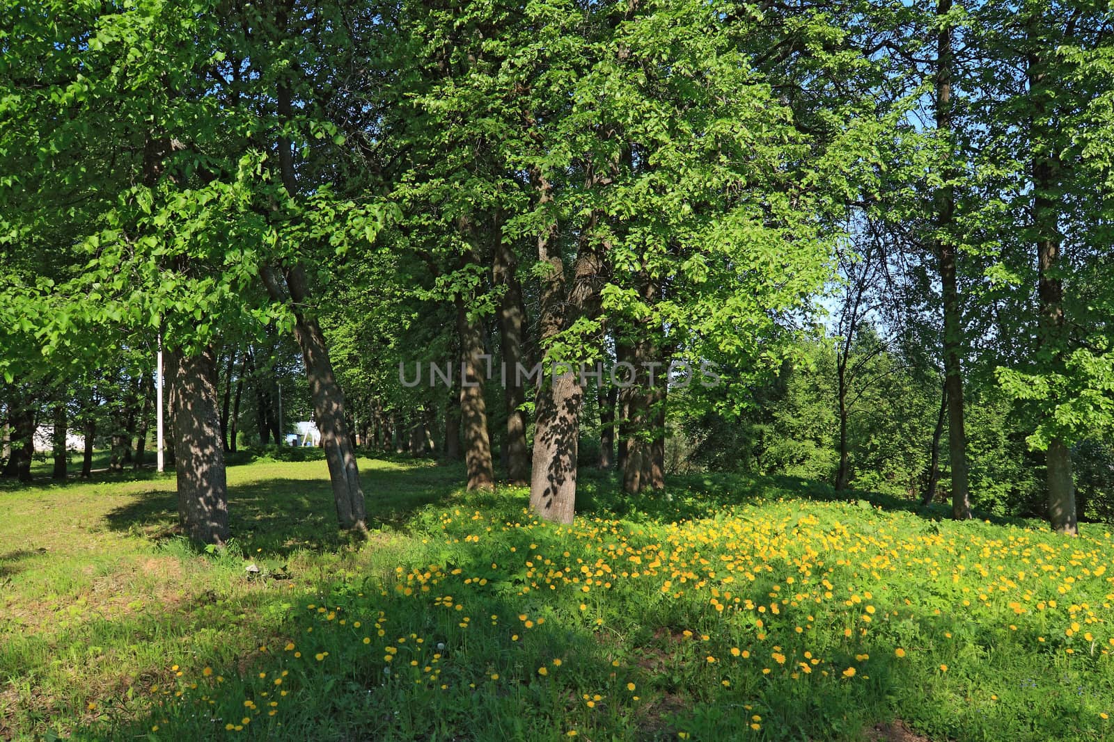 yellow dandelions in spring wood