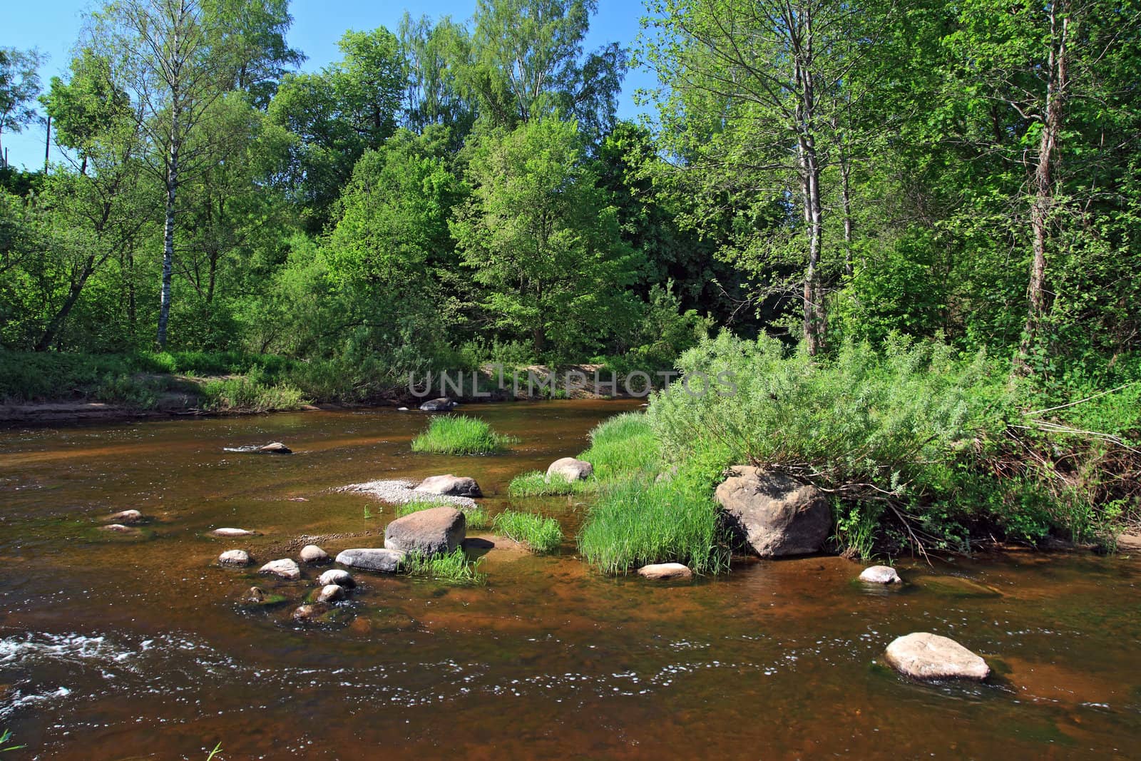 mountain river amongst green tree