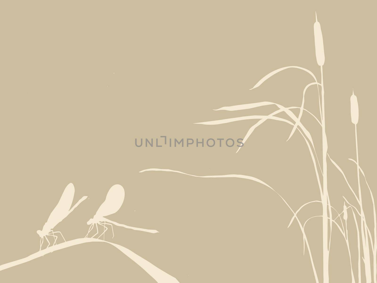 two dragonflies on brown background