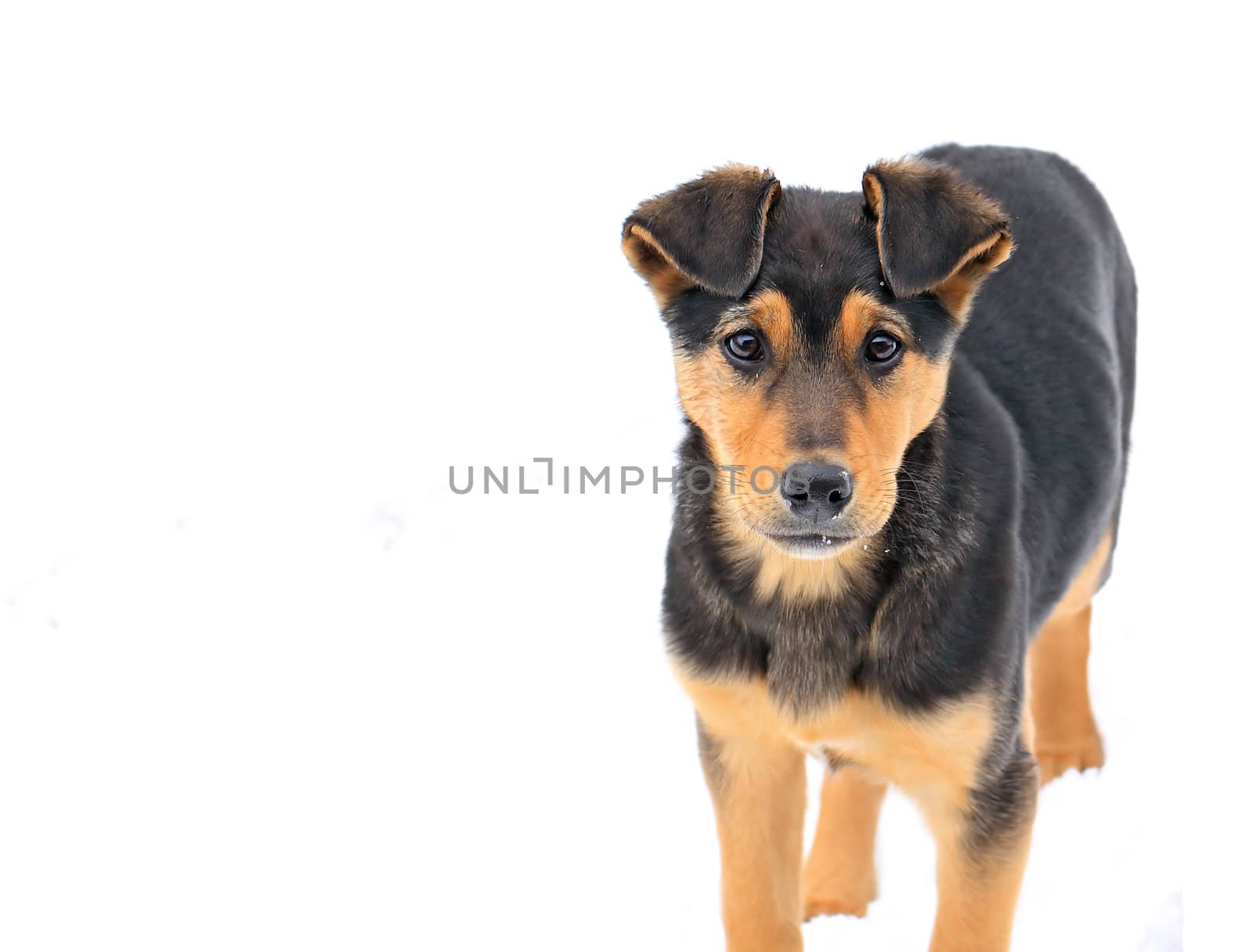 stray dog on white background