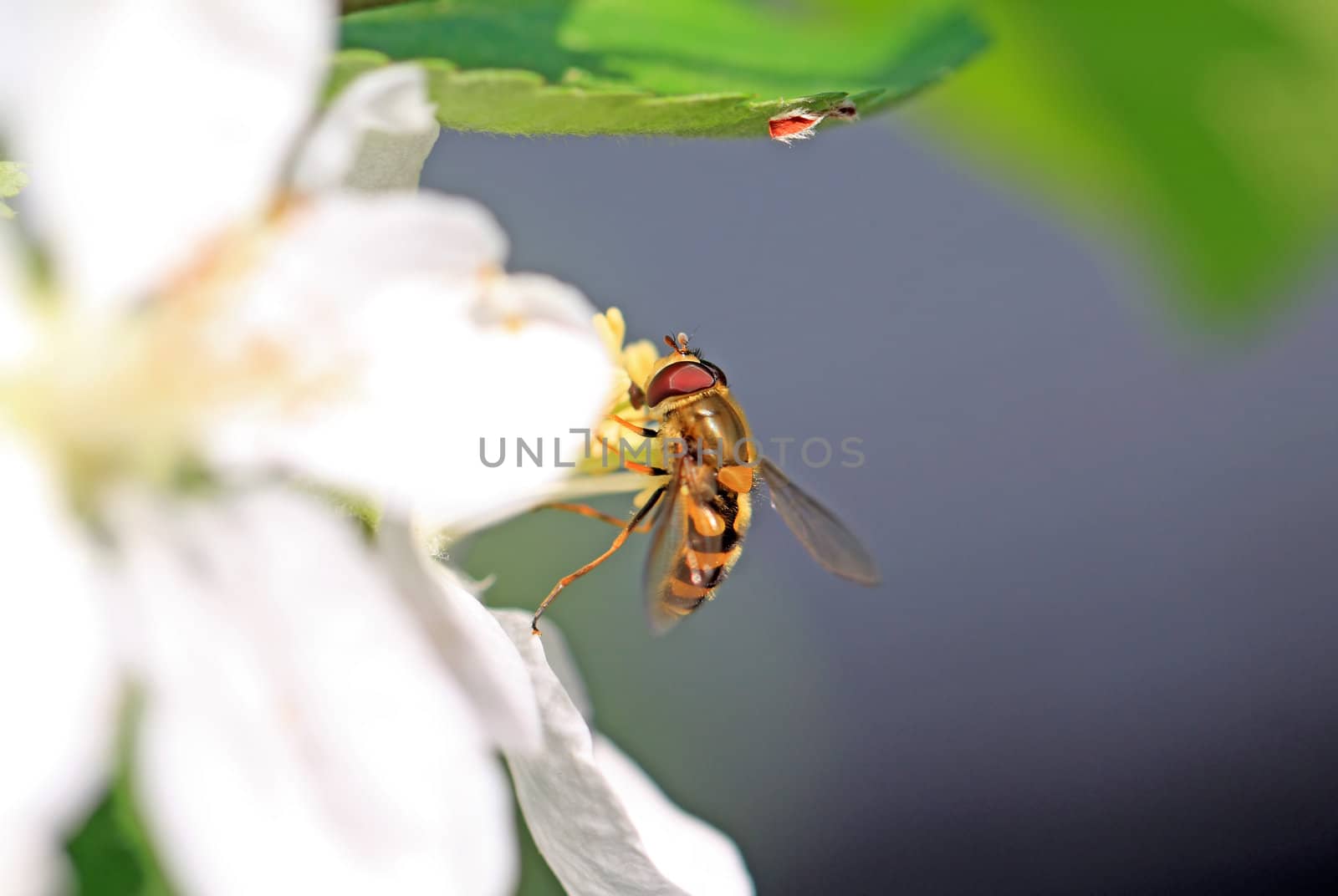 wasp on flowering aple tree