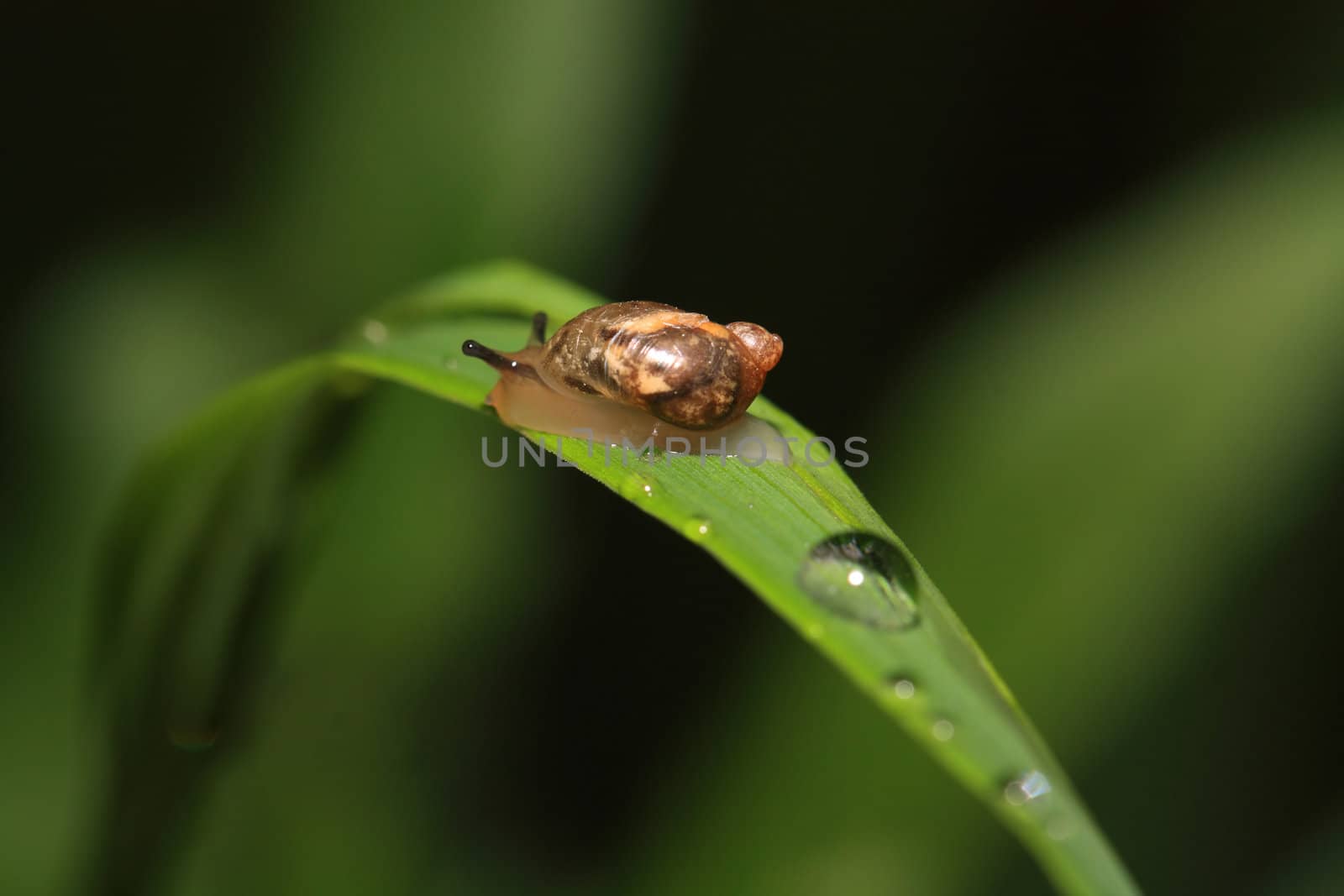 snail on herb amongst rain dripped by basel101658