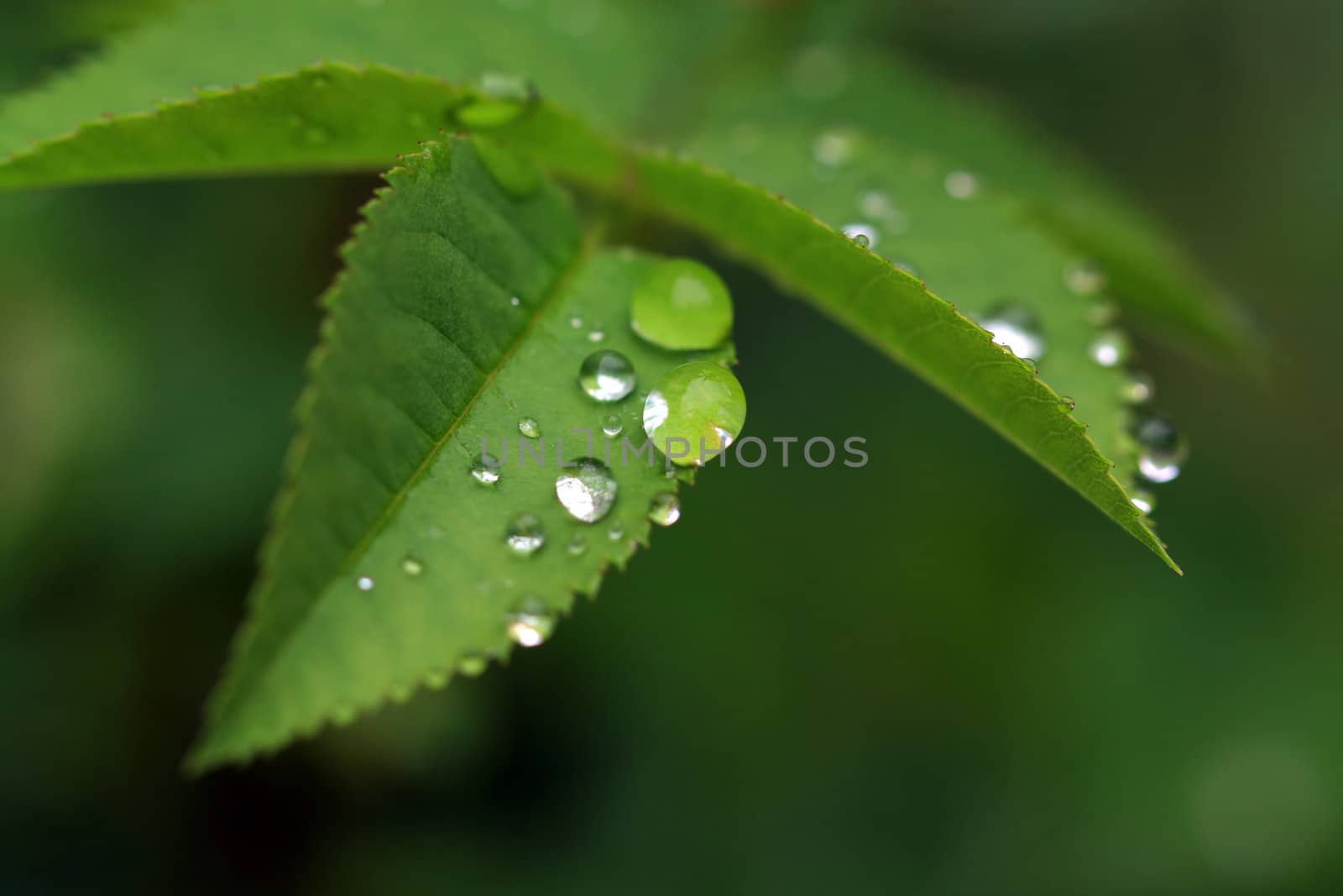 rain dripped on green herb by basel101658