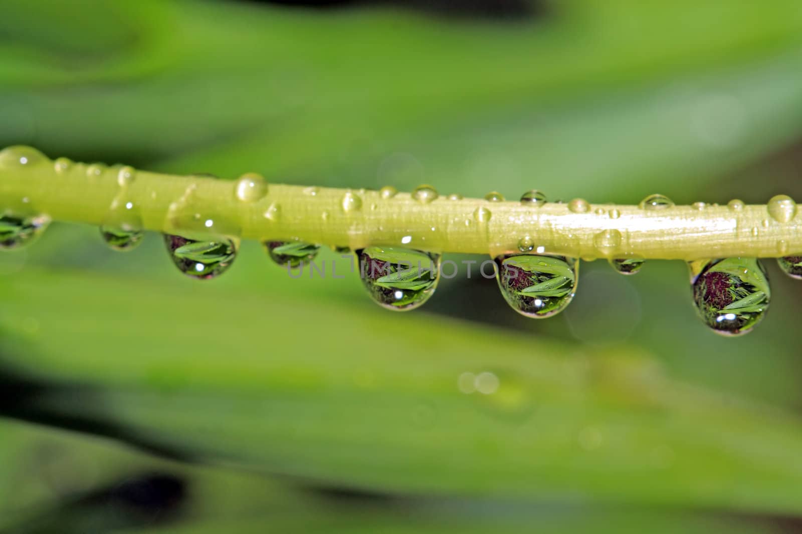 rain drop on green herb by basel101658