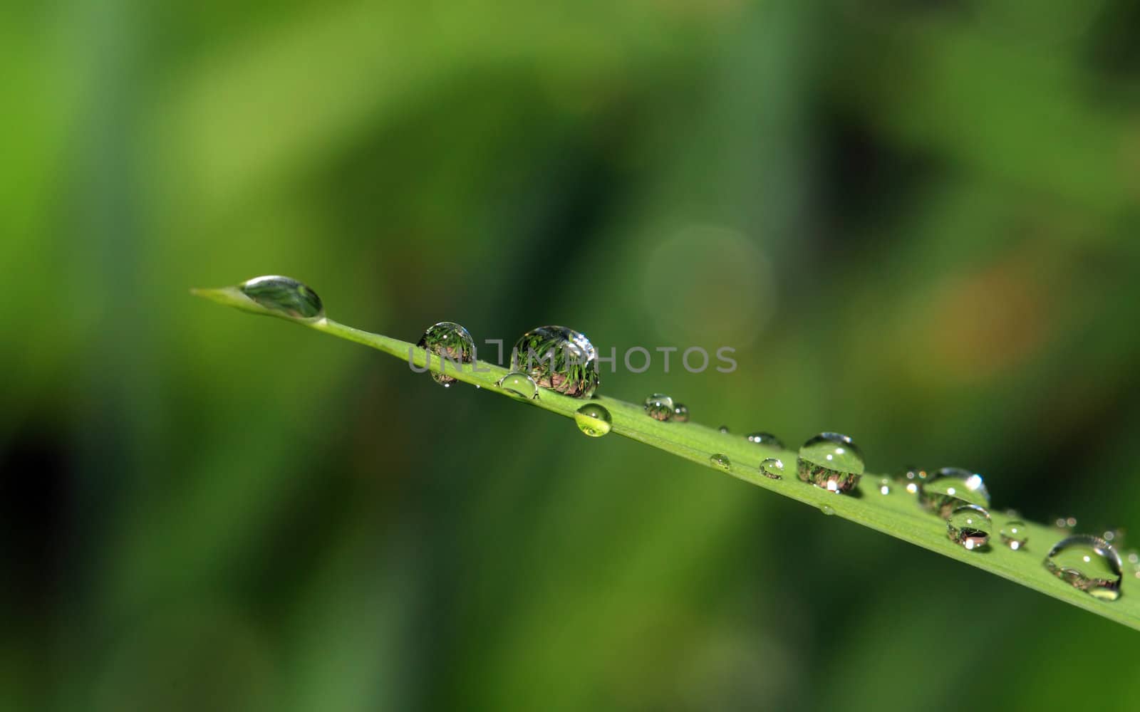 rain dripped on green herb by basel101658